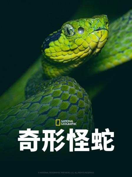 猫咪破解《奇形怪蛇》免费在线观看